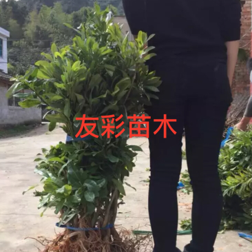 两年1.2-1.5公分杨梅苗批发