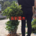 两年1.2-1.5公分杨梅苗批发