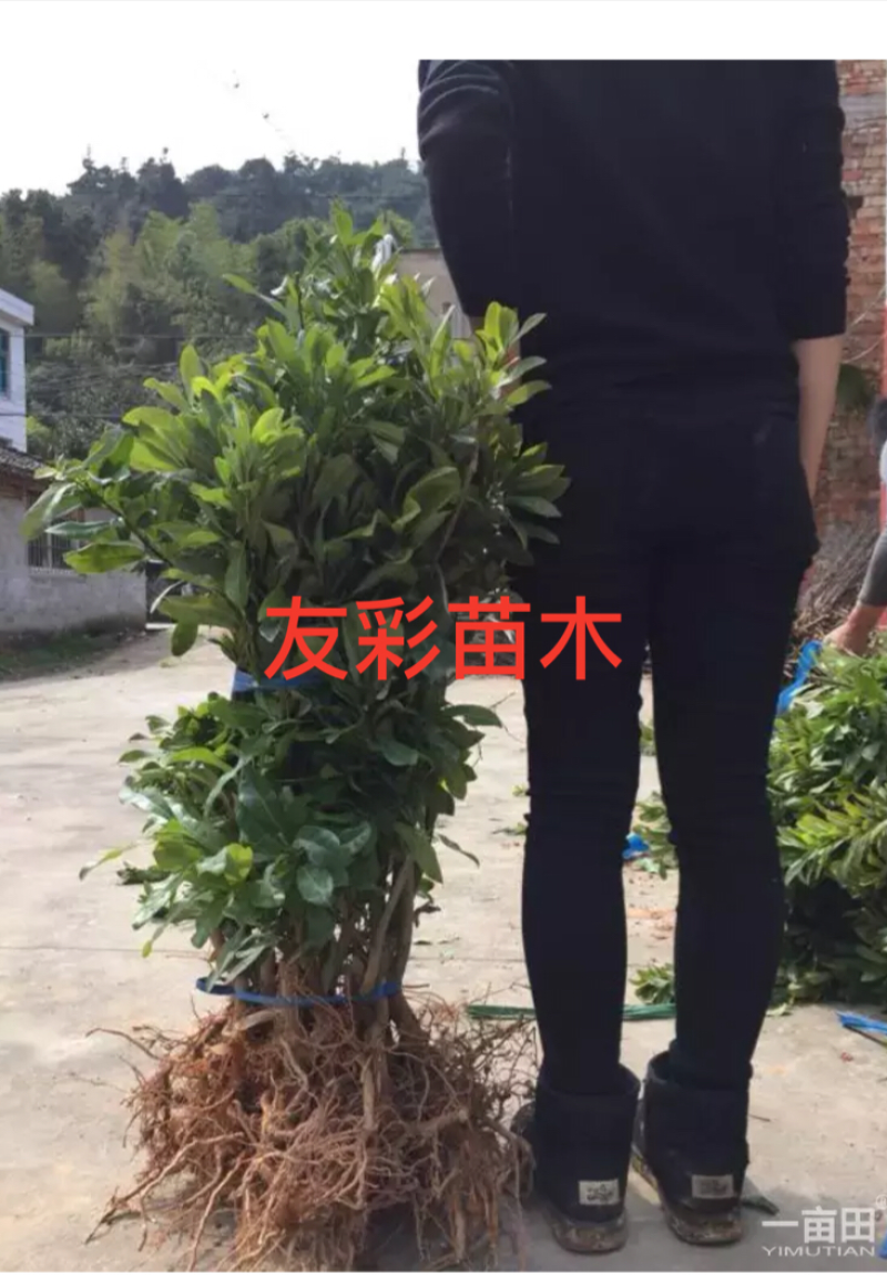 两年1.2-1.5公分杨梅苗批发