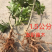 两年1.2-1.5公分杨梅苗批发