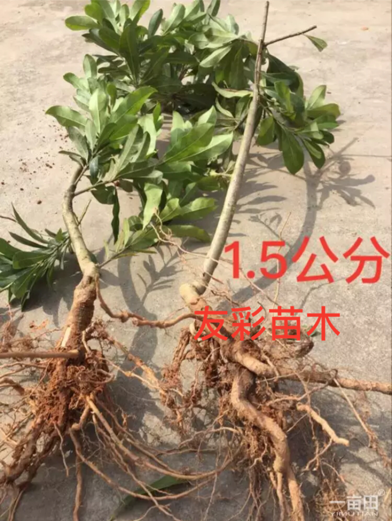 两年1.2-1.5公分杨梅苗批发