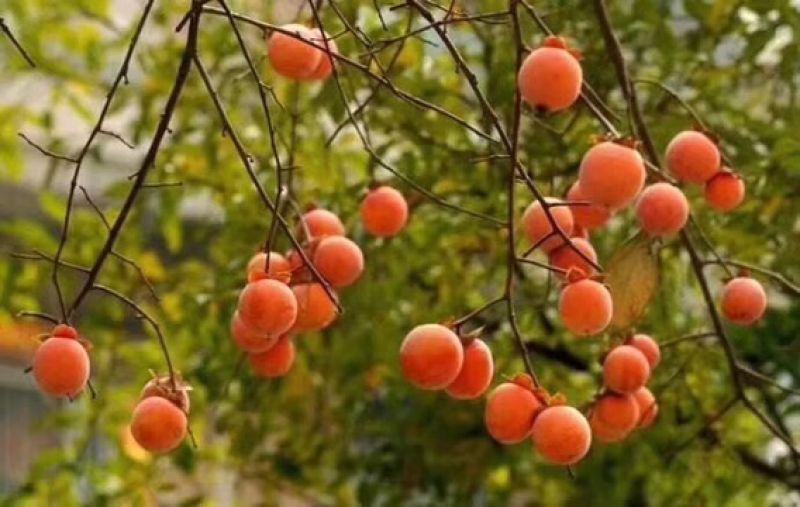 涉县深山老树柿饼