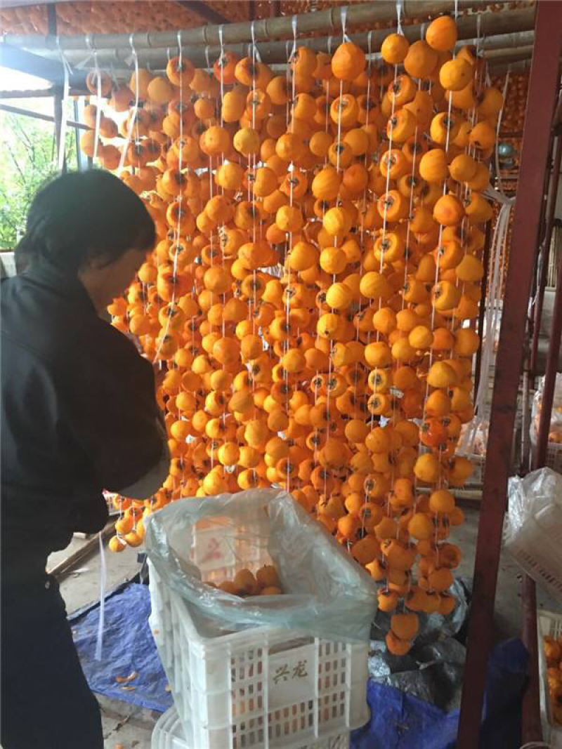 涉县深山老树柿饼