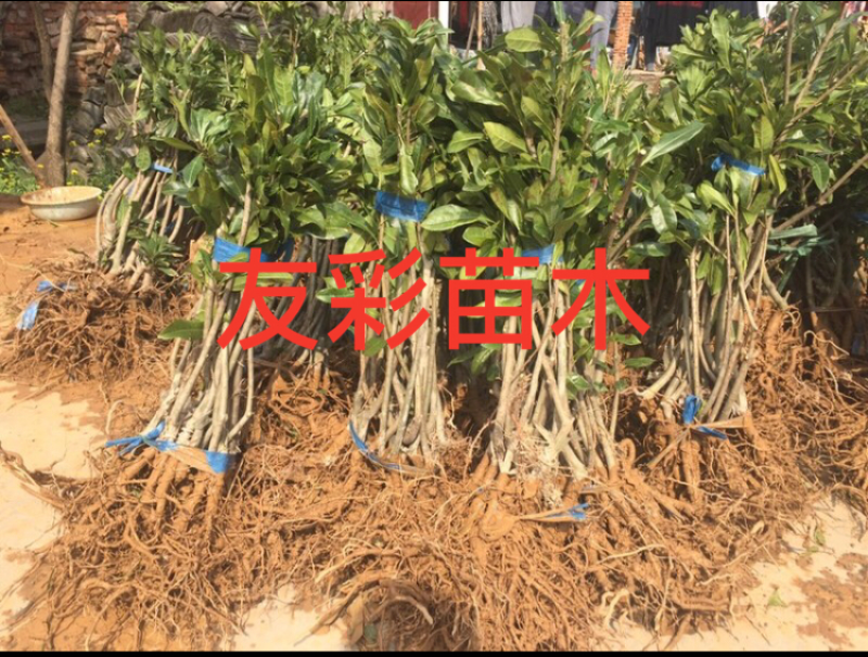两年1.2-1.5公分杨梅苗批发