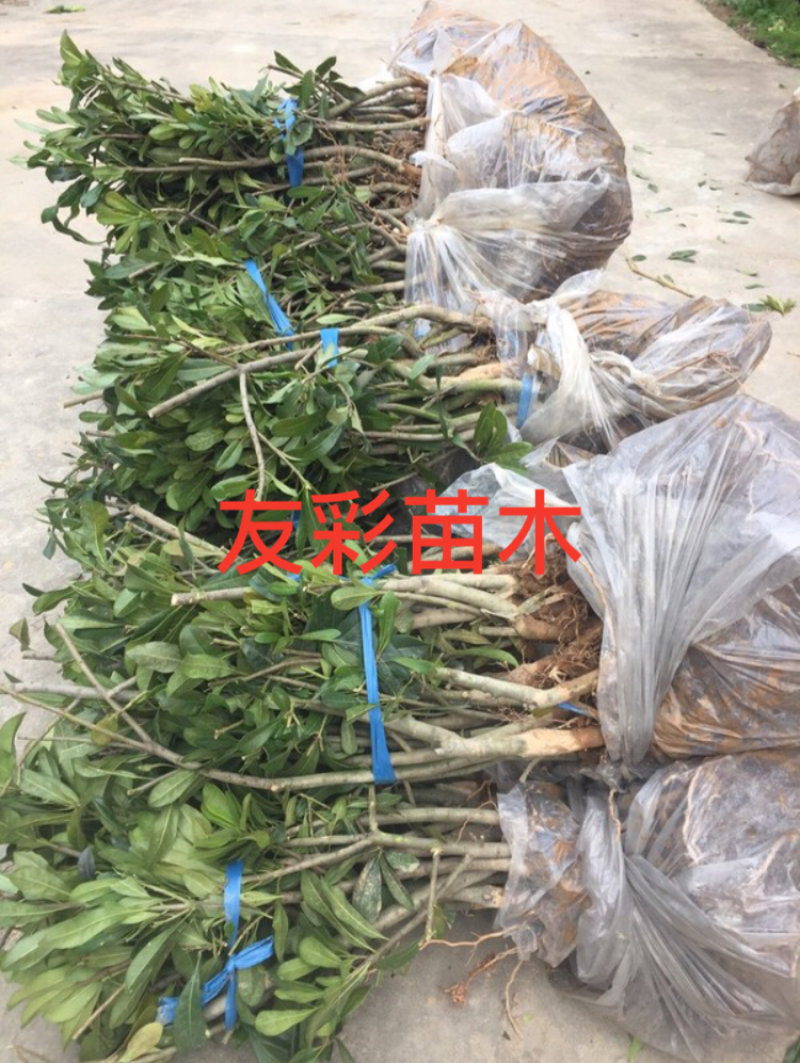 两年1.2-1.5公分杨梅苗批发