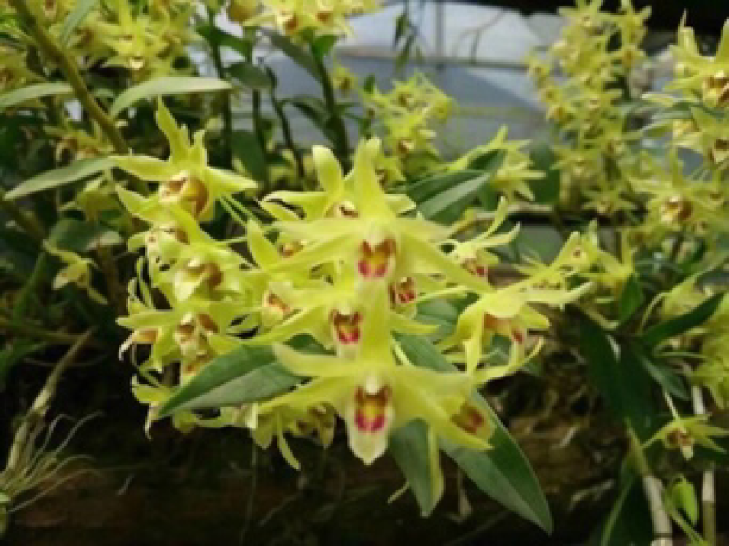铁皮石斛花新货上市量大从优