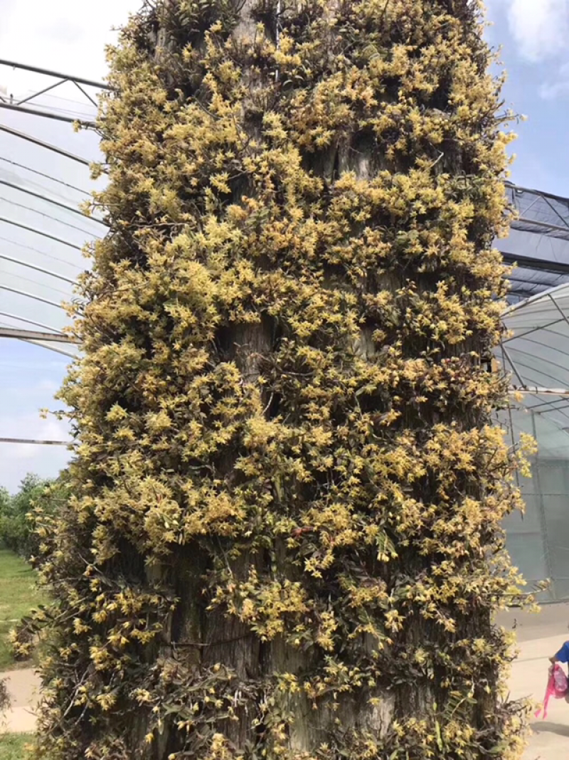 铁皮石斛花新货上市量大从优