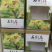 铁皮石斛花新货上市量大从优
