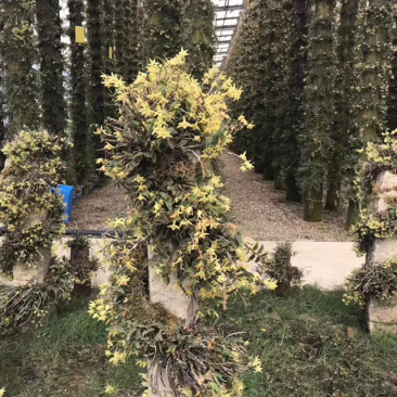 铁皮石斛花新货上市量大从优
