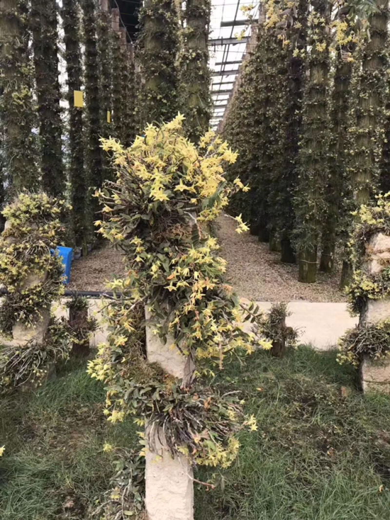 铁皮石斛花新货上市量大从优