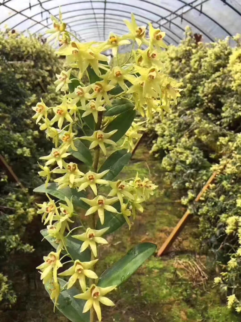 铁皮石斛花新货上市量大从优