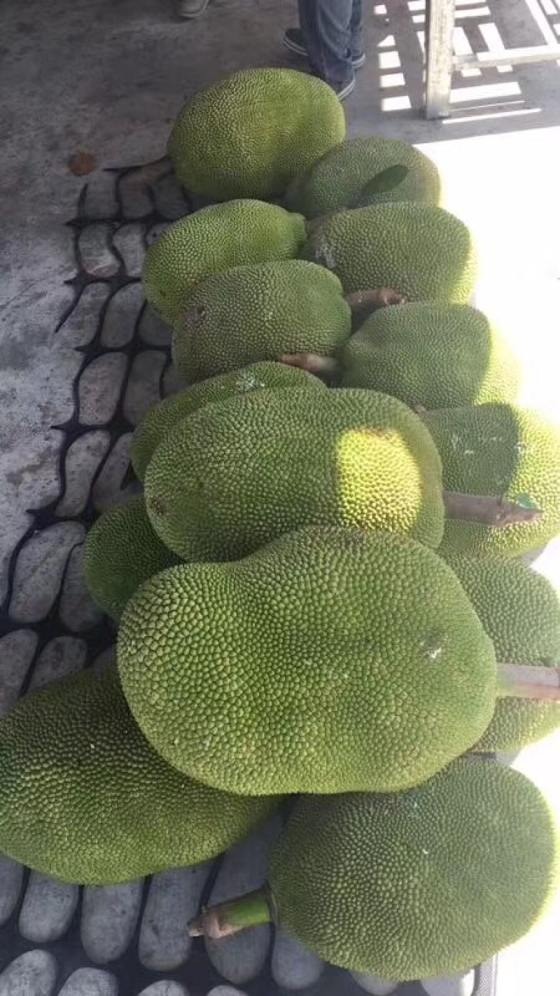 泰国菠萝蜜，香甜可口味道纯正，天冷一样熟，吃了还想着再来