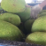 泰国菠萝蜜，香甜可口味道纯正，天冷一样熟，吃了还想着再来
