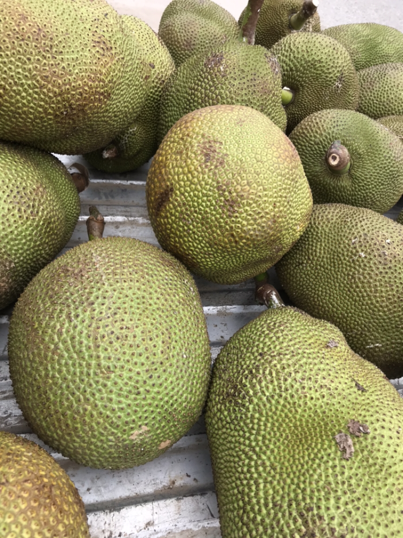 泰国菠萝蜜，香甜可口味道纯正，天冷一样熟，吃了还想着再来