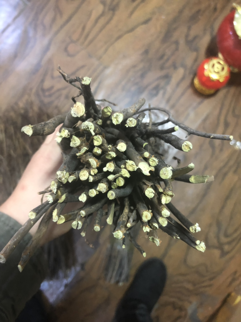 限时秒杀兴安杜鹃干枝遇水7-15天开花