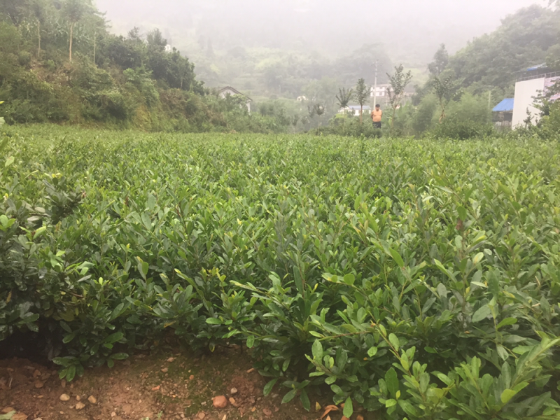 中华蚊母树