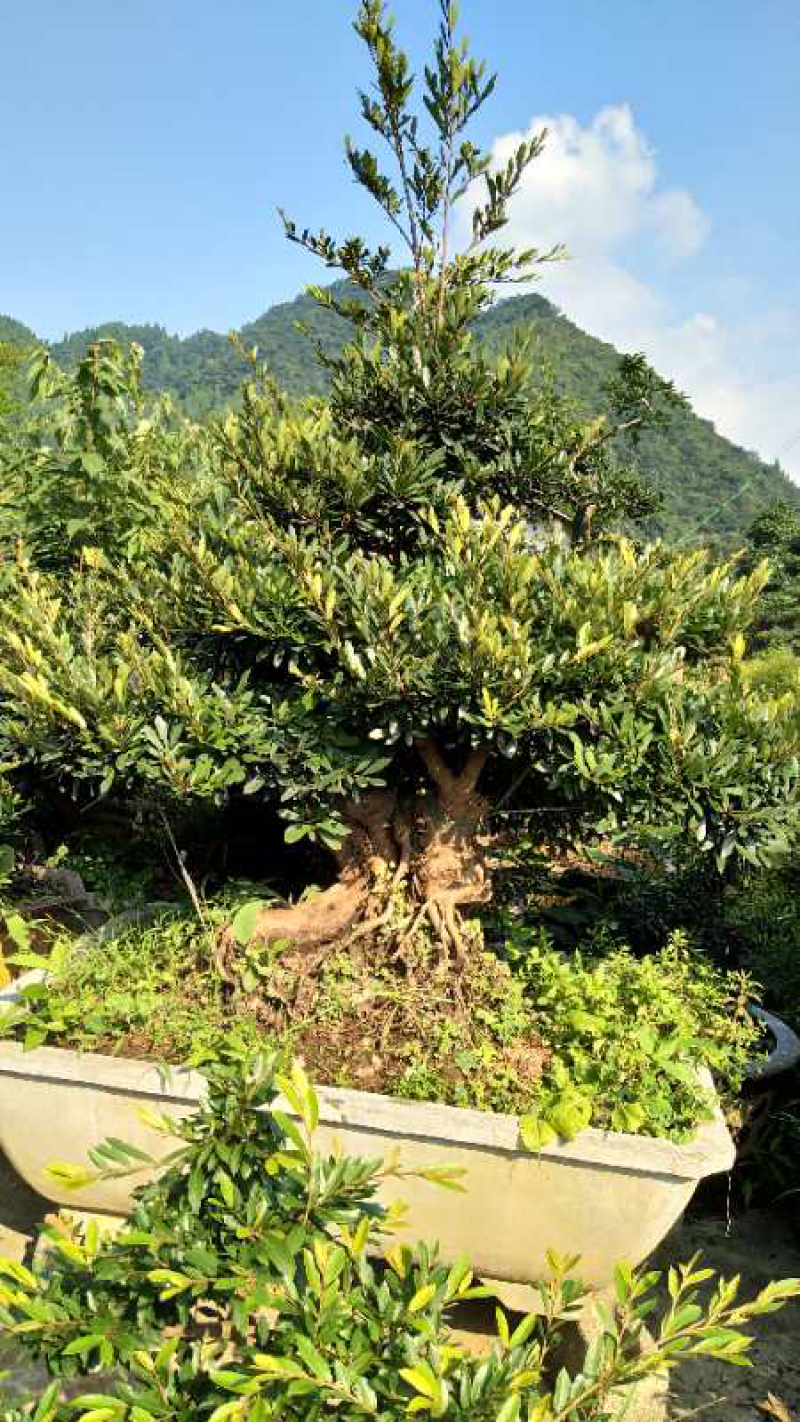 中华蚊母树