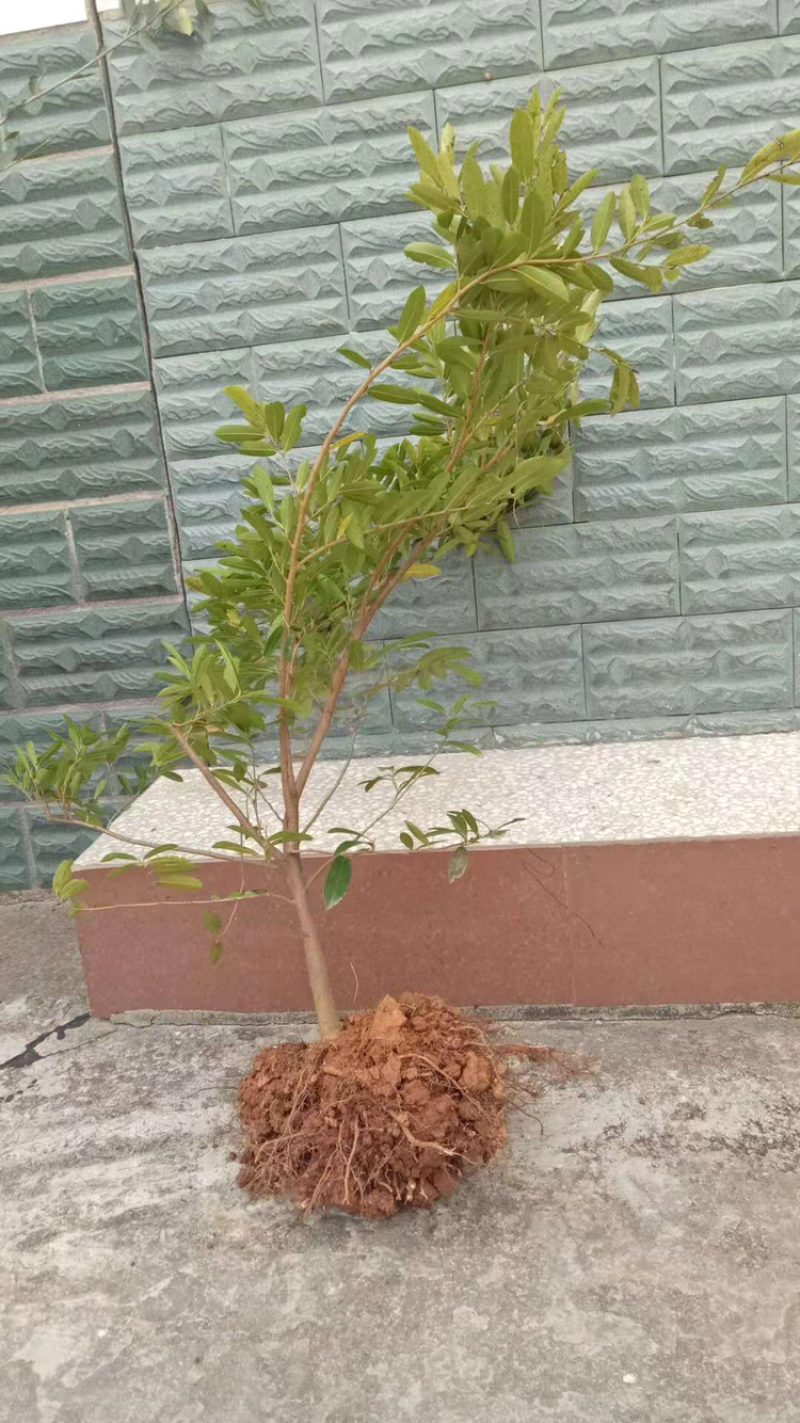 中华蚊母树