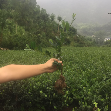 中华蚊母树