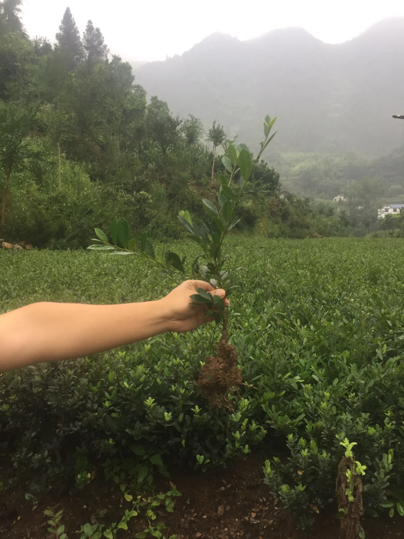 中华蚊母树
