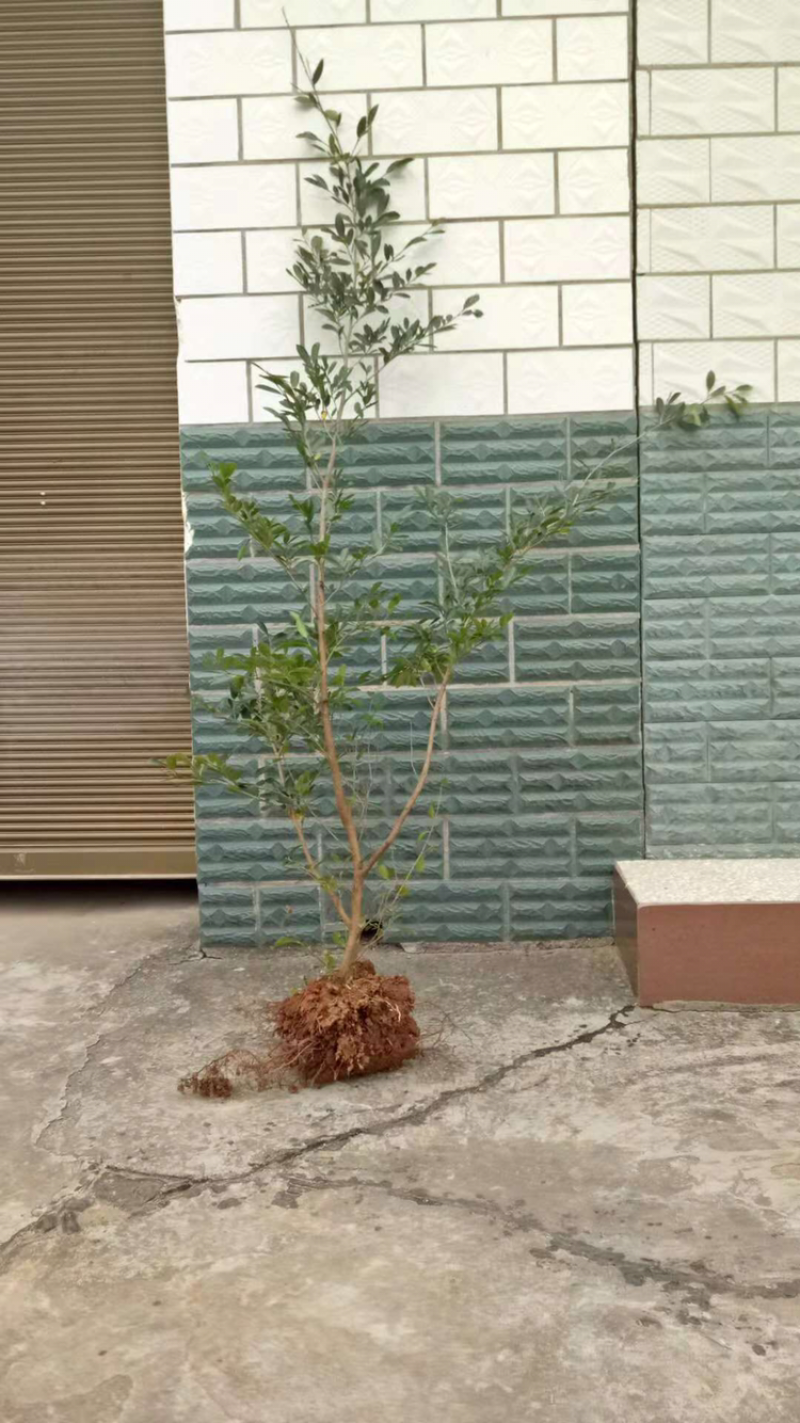 中华蚊母树