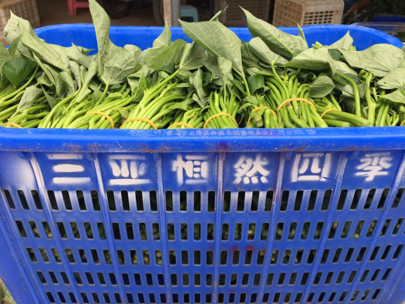 红薯叶红薯尖苕尖地瓜叶番薯叶（富硒菜和种苗）