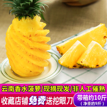 云南香水菠萝水果凤梨8斤中通