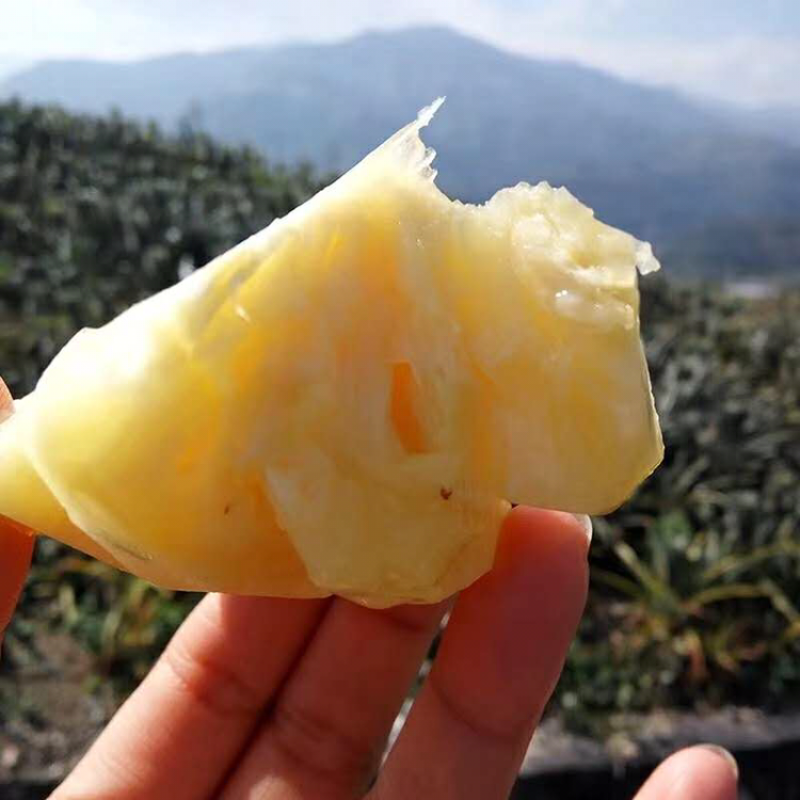 云南香水菠萝水果凤梨8斤中通包邮