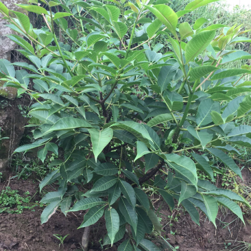 吴茱萸种苗高含量成活率高