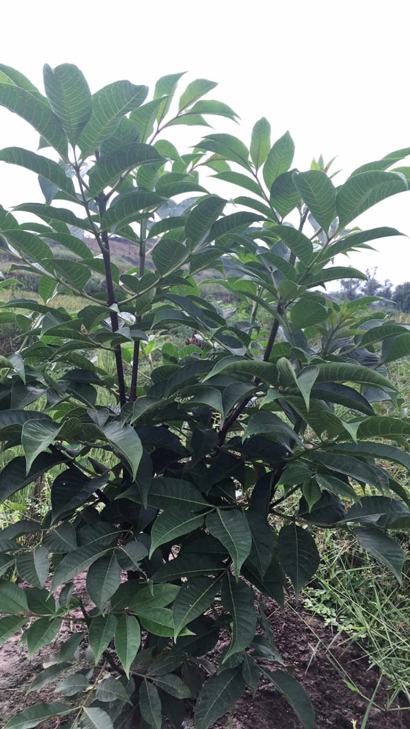 吴茱萸种苗高含量成活率高