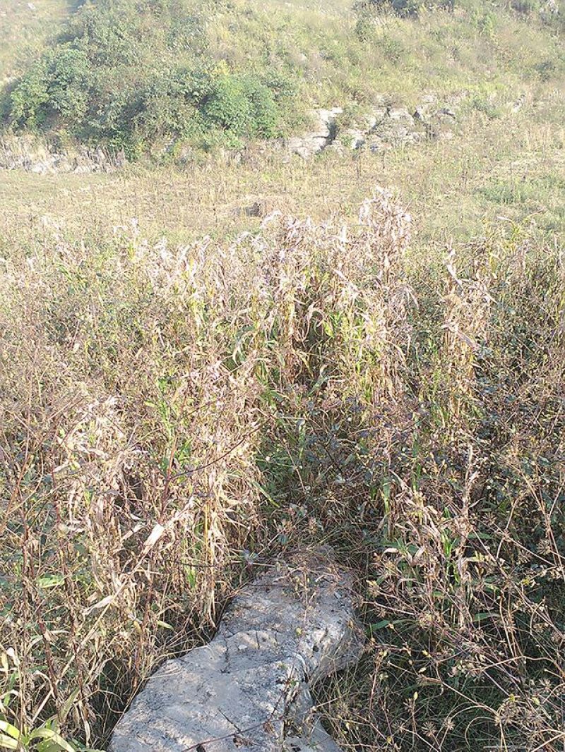薄壳早熟薏苡散装