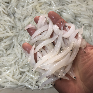 小银鱼，江苏徐州骆马湖纯正小银鱼