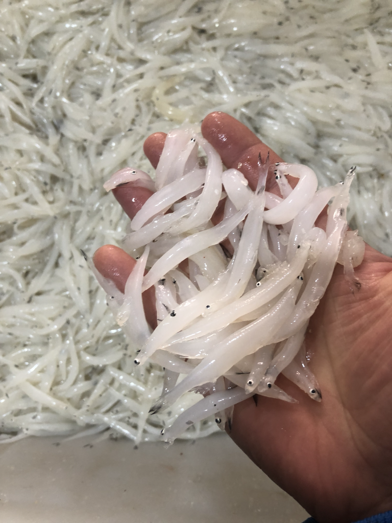 小银鱼，江苏徐州骆马湖纯正小银鱼