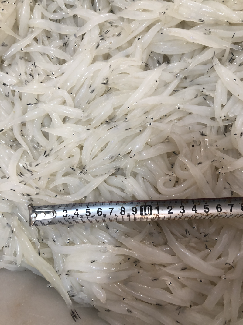 小银鱼，江苏徐州骆马湖纯正小银鱼