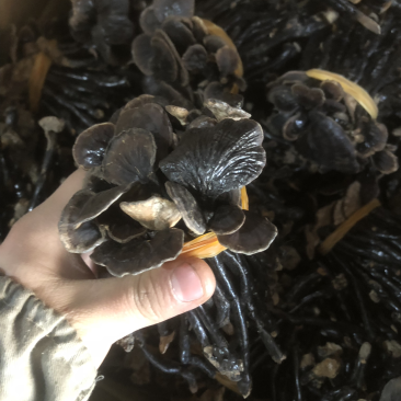 灵芝竹灵芝野生灵芝小灵芝