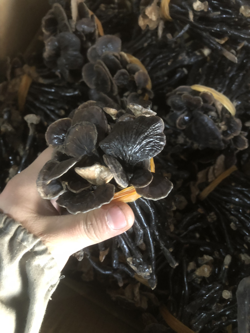灵芝竹灵芝野生灵芝小灵芝