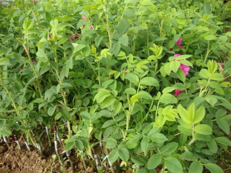 基地直供云南食用玫瑰花苗滇红墨红金边紫枝食用玫瑰苗