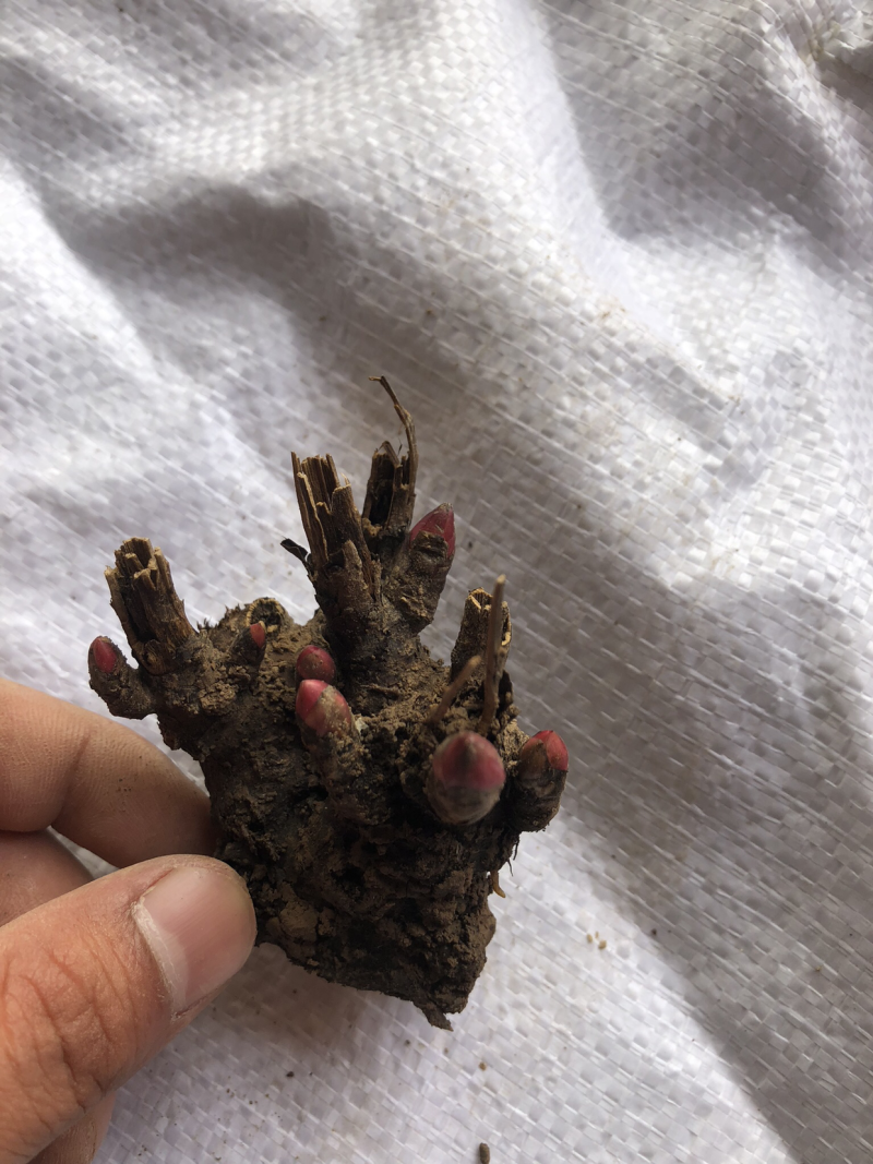 白芍芽子