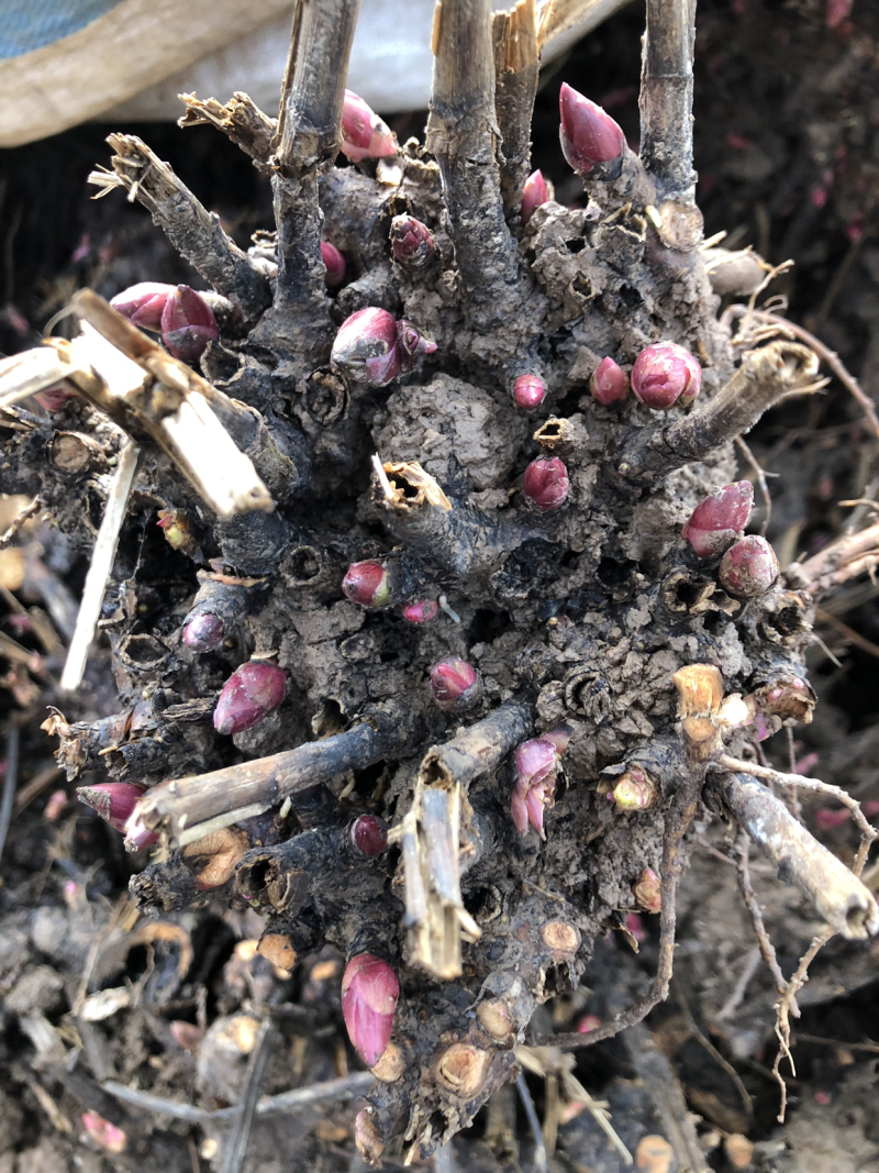 白芍芽子