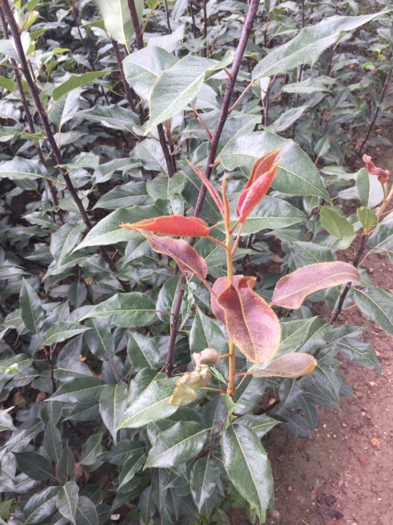 早酥红梨梨树苗短枝结果包邮