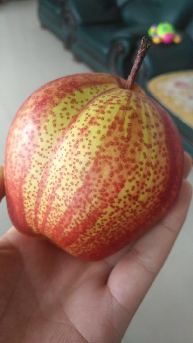 早酥红梨梨树苗短枝结果包邮