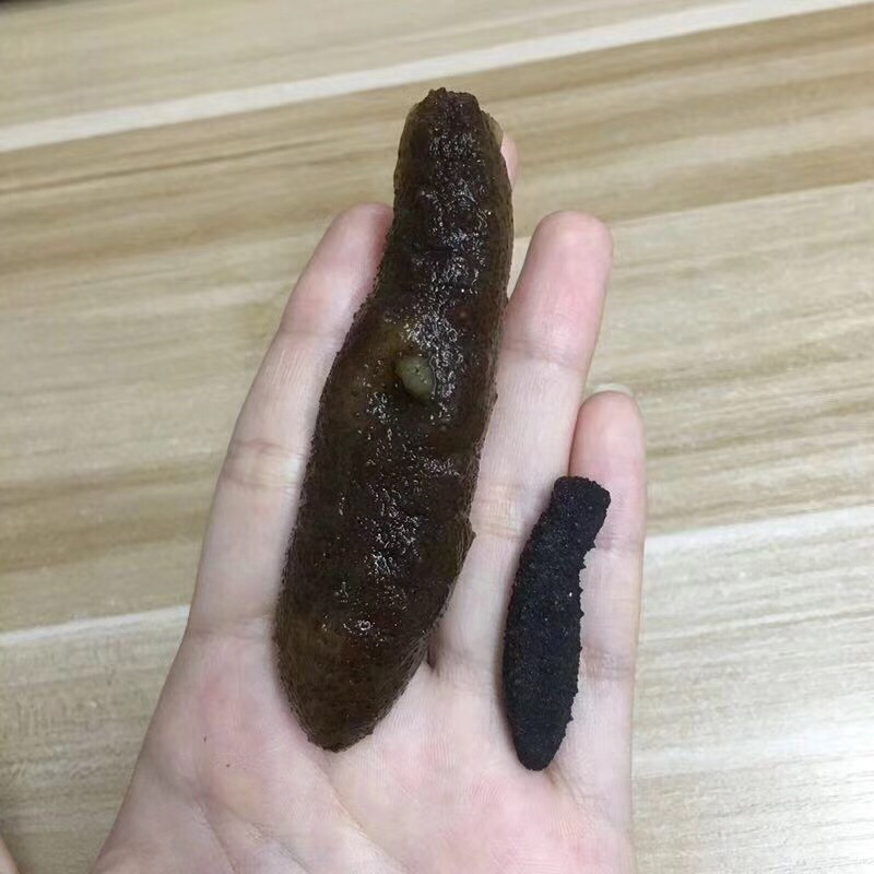 海参
