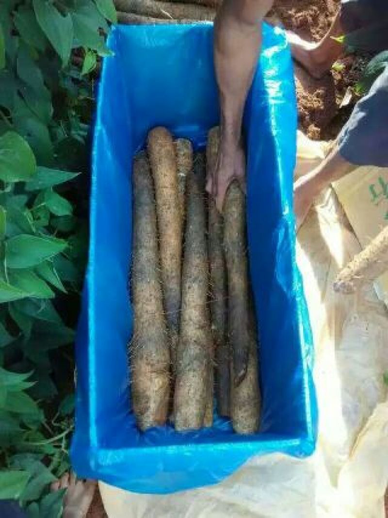 广西阳朔县，新鲜白鬼淮山药，40~80高度，不等大量供应