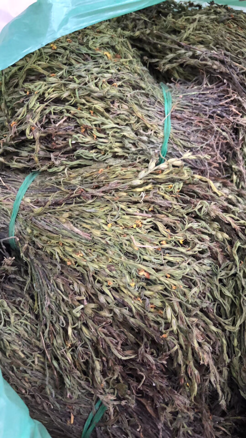 独角金，柑积草