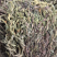 独角金，柑积草