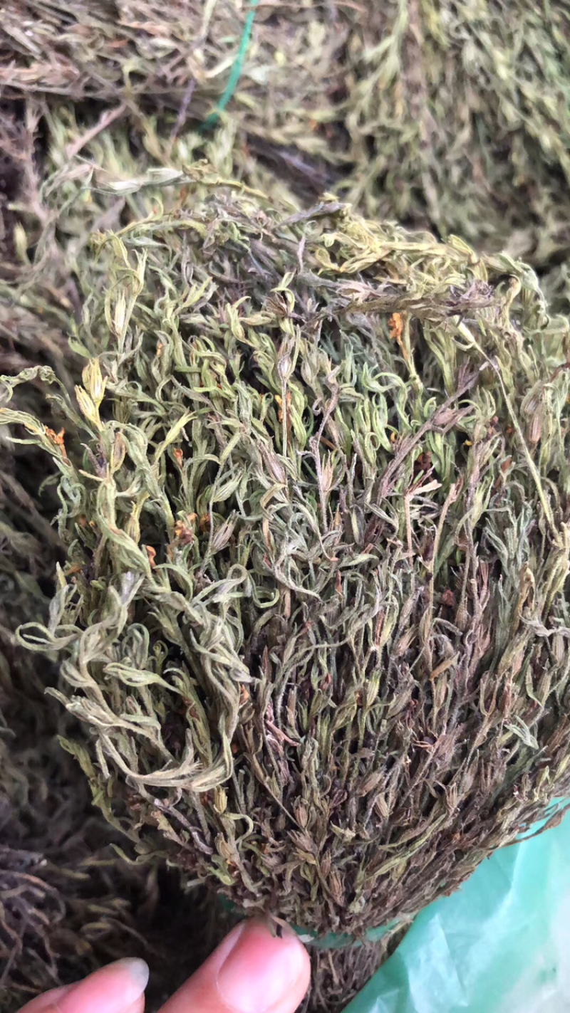 独角金，柑积草
