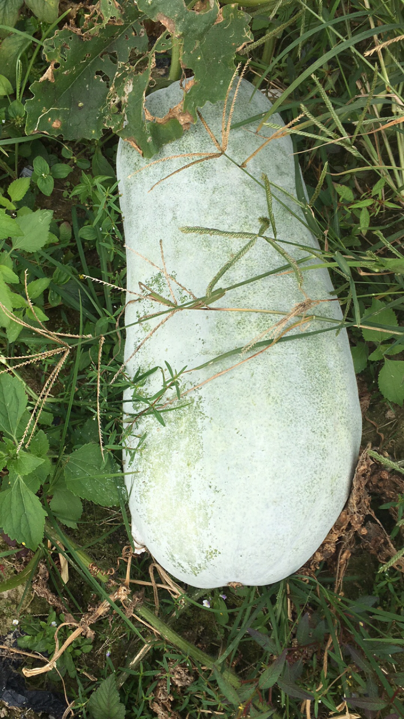 白皮冬瓜