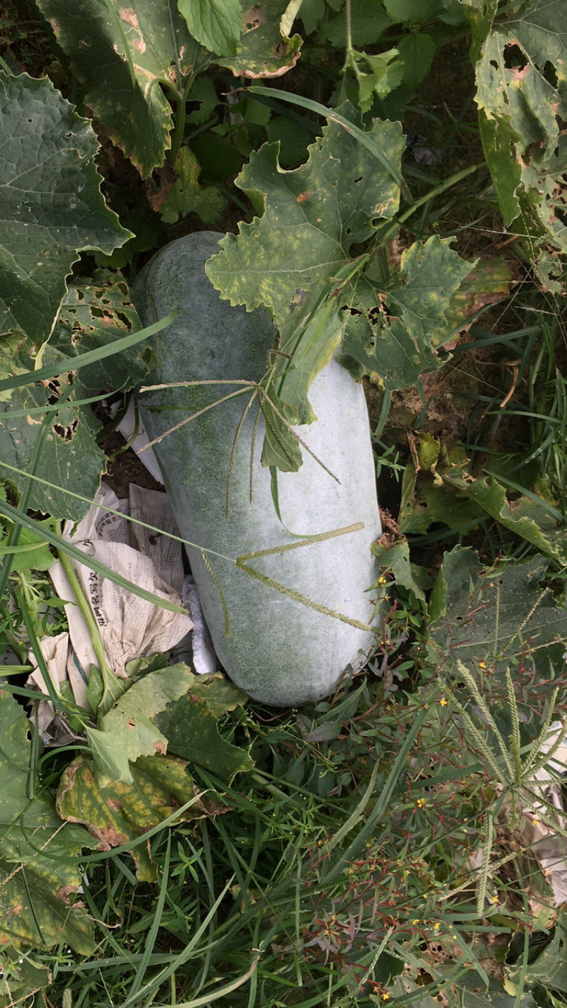白皮冬瓜