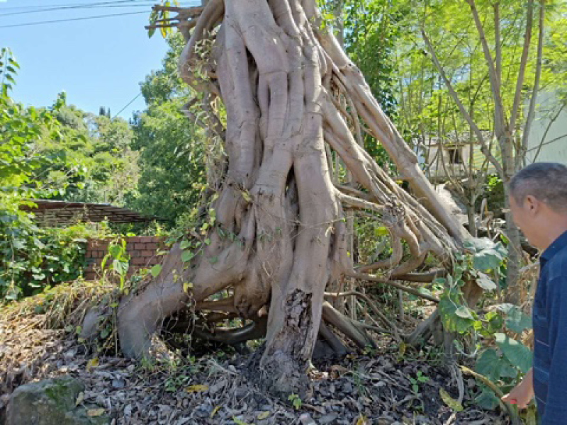 黄葛树（特型）