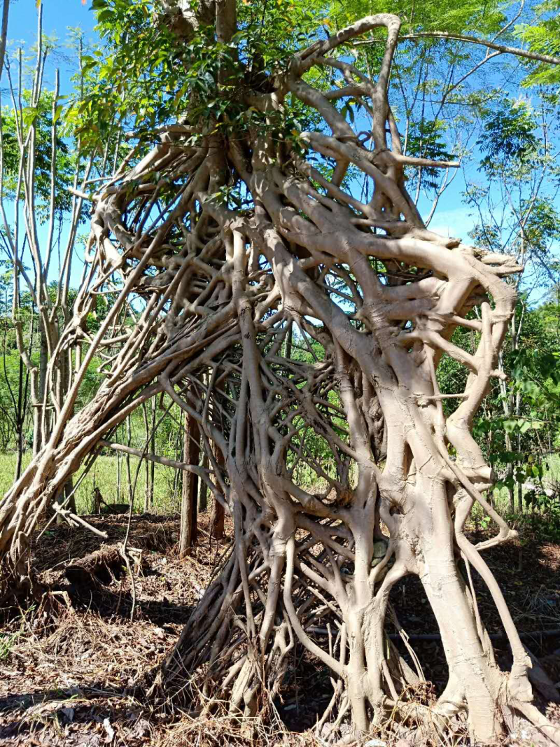 黄葛树（特型）